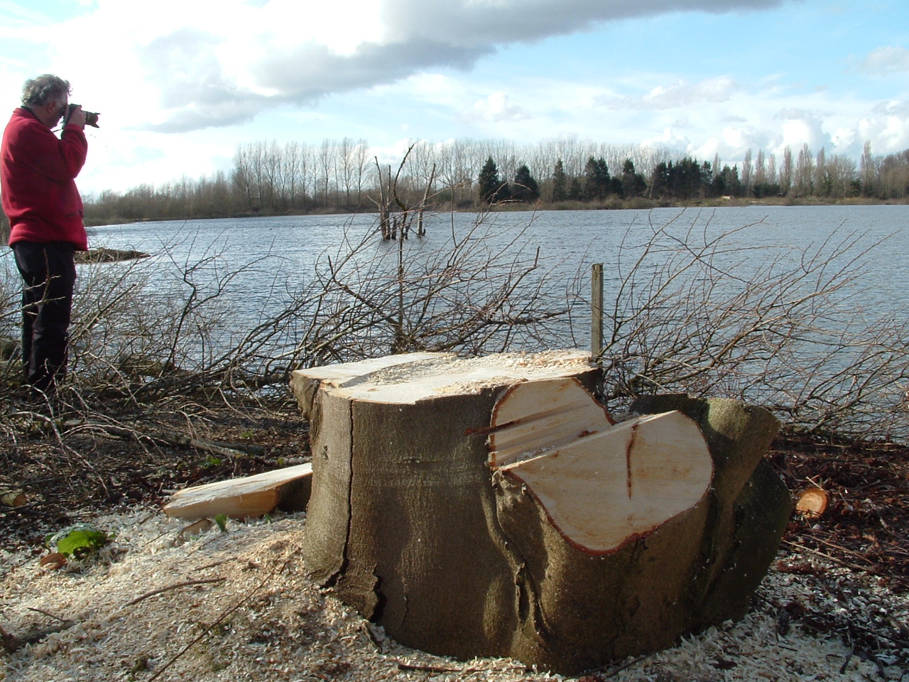 Radley Lakes felled tree