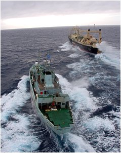 Sea Shepherd in pursuit