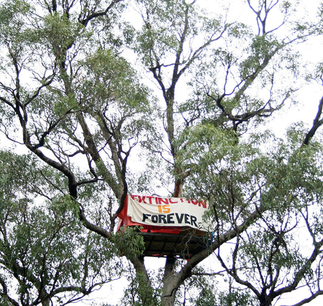 College Grove tree-sit