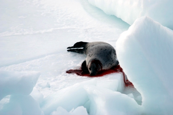 Slaughtered seal