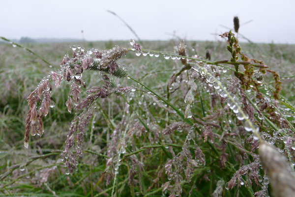 Bodge flowers 1