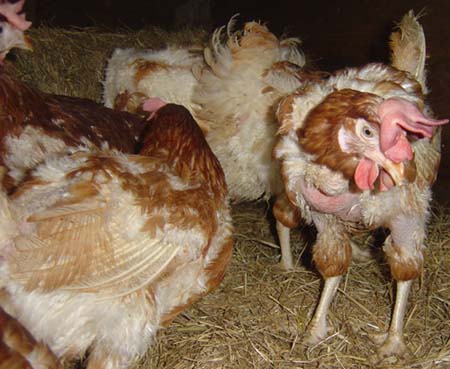 250 hens liberated for Sean Kirtley