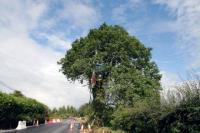 Rath Lugh tree-sit