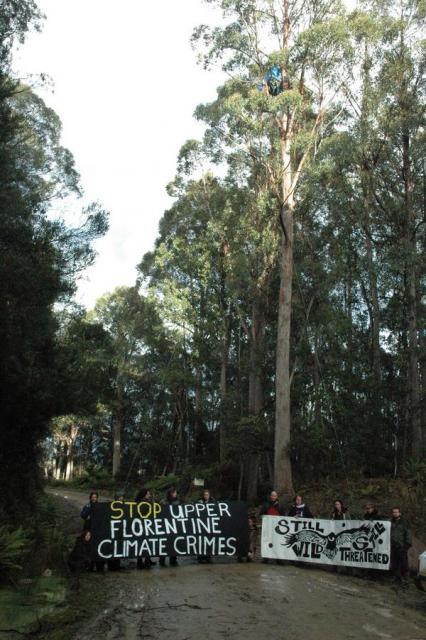 Still Wild tree sit & banner blockade