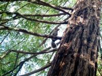 Squirrel up a redwood tree