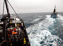 Sea Shepherd give chase