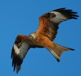 Red Kite