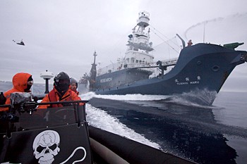 Sea Shepherd zodiac