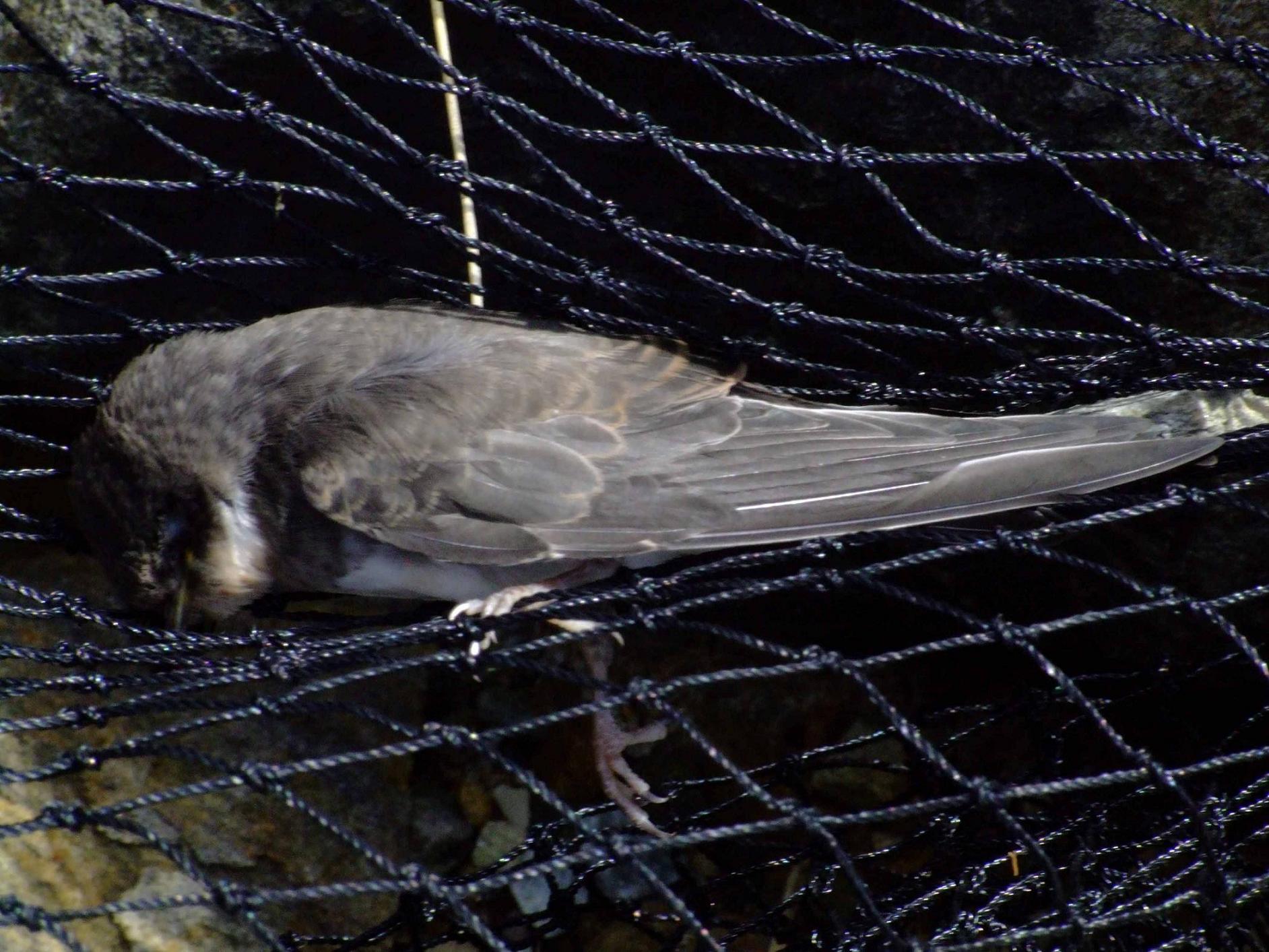 Dead sandmartin in Shell's net