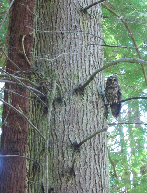 Owl in Cascadia forest