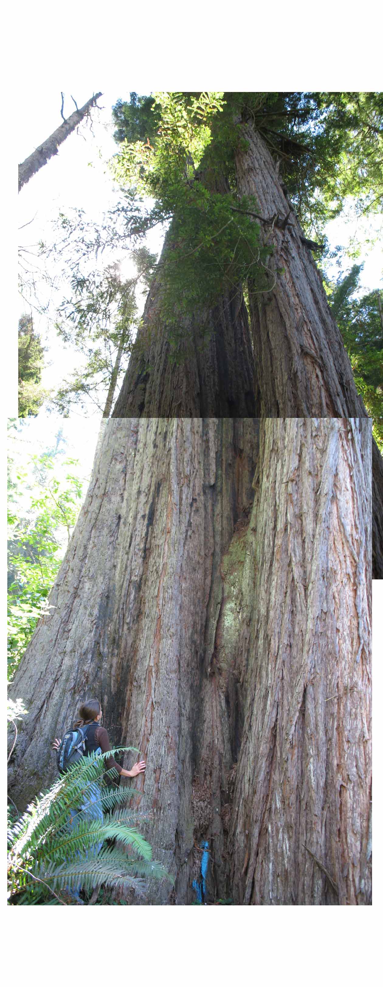 Looking up at a Redwood tree