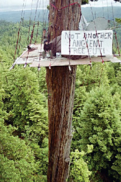 Very high tree platform in old growth Redwoods