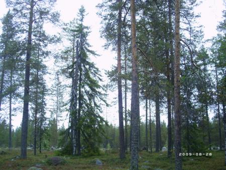 Forest in Finland