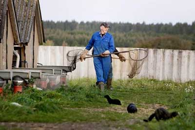 TWO FUR FARM RAIDS IN THREE DAYS, 10,000 MINK FREED