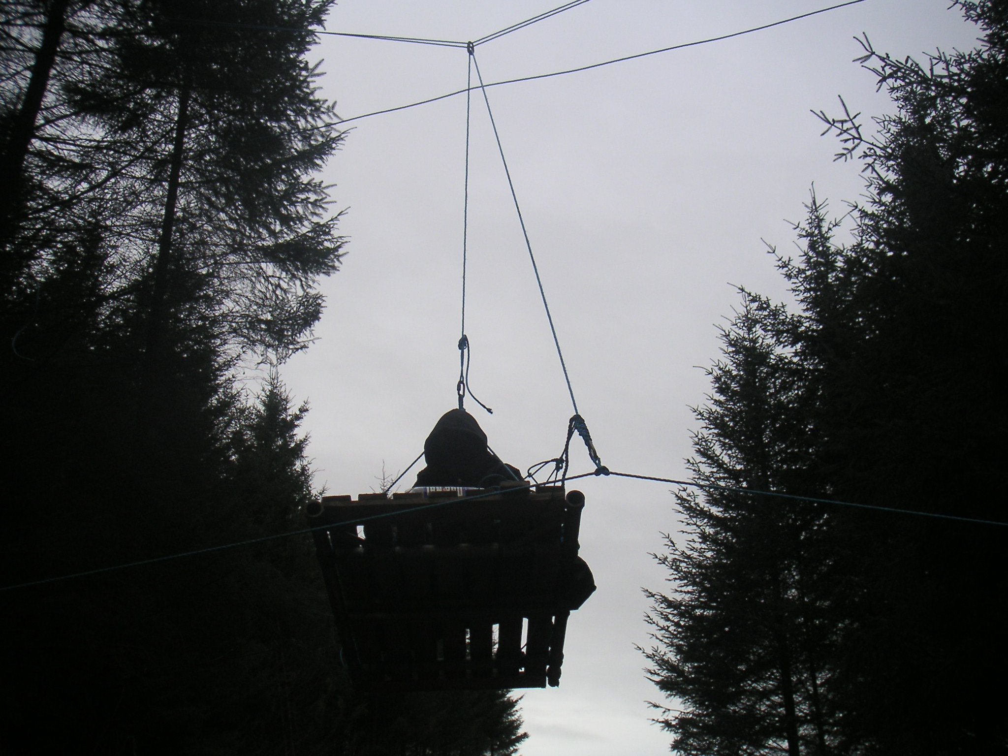 No tree felling today