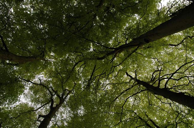 Lappersfort trees