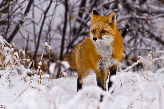 Fox in snow