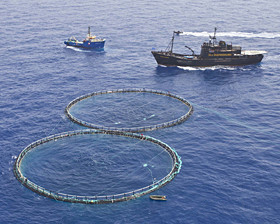 Bluefin tuna nets - Blue Rage campaign