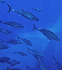 Bluefin tuna swim to freedom