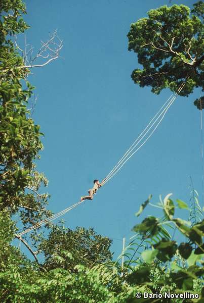 Palawan climber