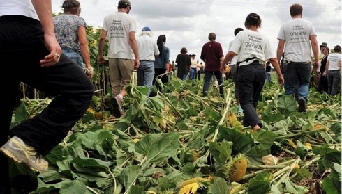 GM sunflowers trashed