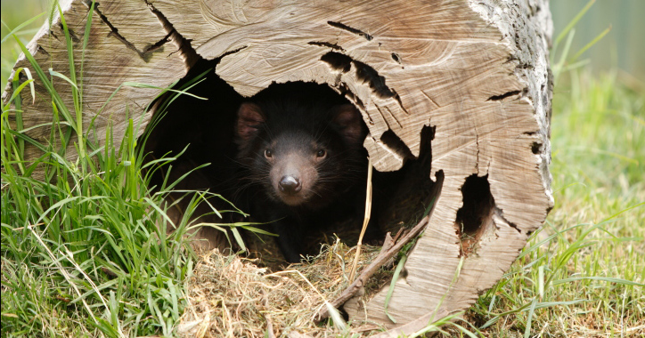 tasmanian-devil