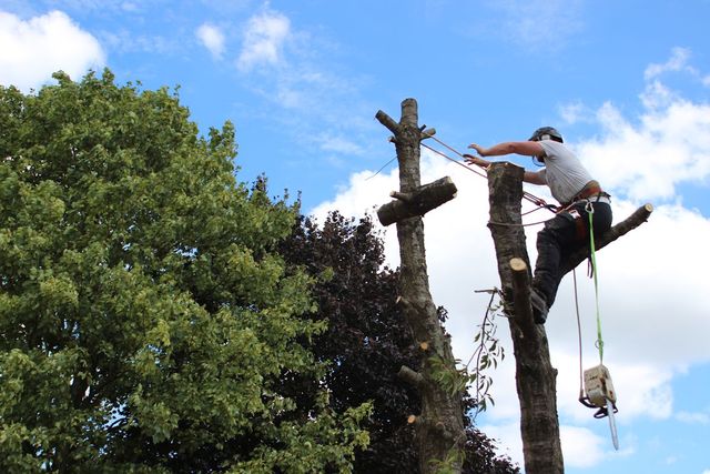 cutting down trees