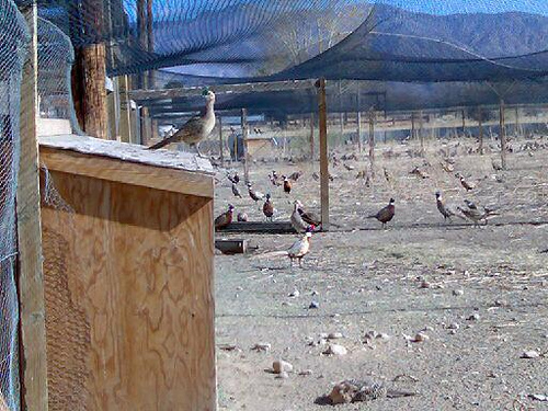 RiversidePheasants