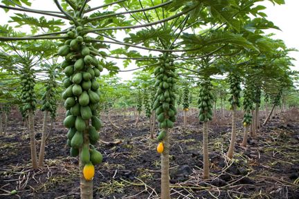 Hawaiian-Papaya