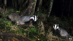 badgercull