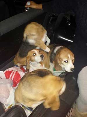 beagles2