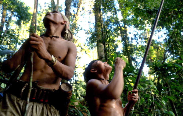 The Penan rely on hunting and gathering in their forests to survive.