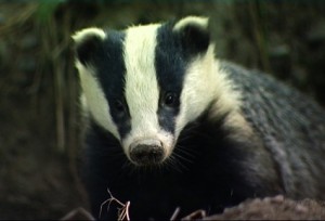 Badger-4751-300x204